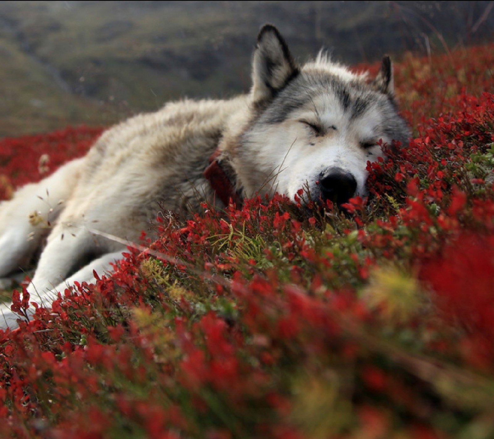 Hay un lobo acostado en la hierba (serkan, serkoooo)