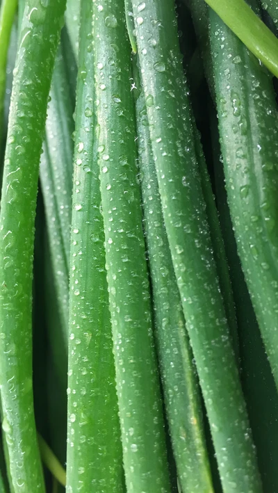 Cebolas verdes frescas brilhando com gotas de orvalho