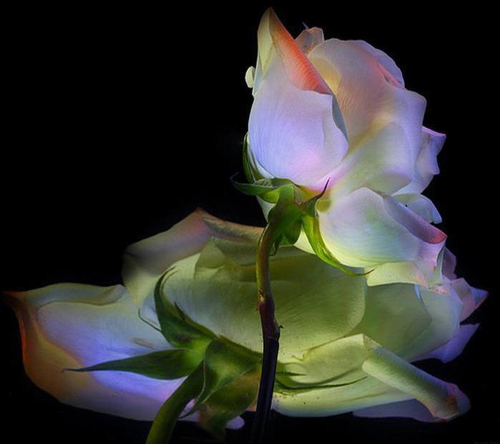 There is a rose that is glowing in the dark (rose, wallpaper)