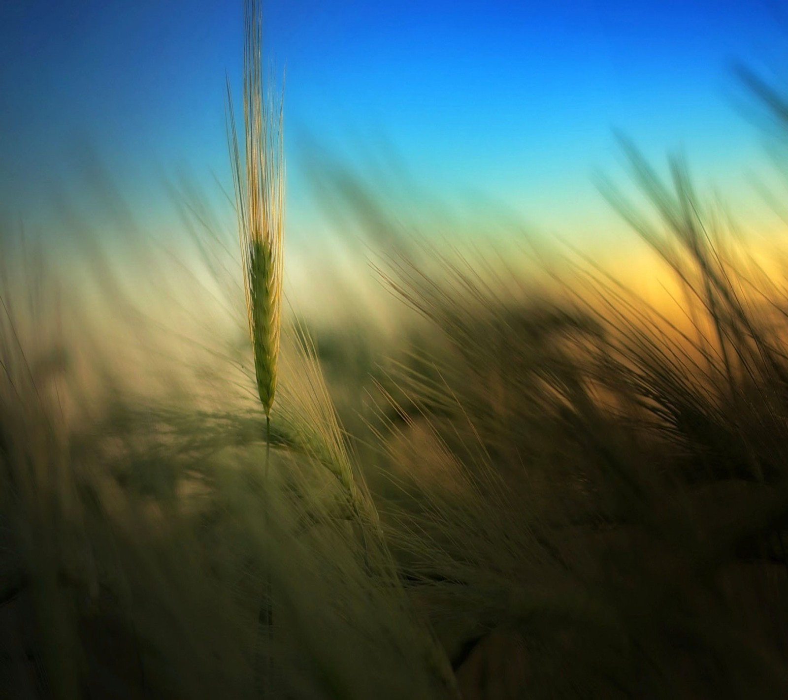 Arafed photograph of a green plant in a field of grass (nature, plant)