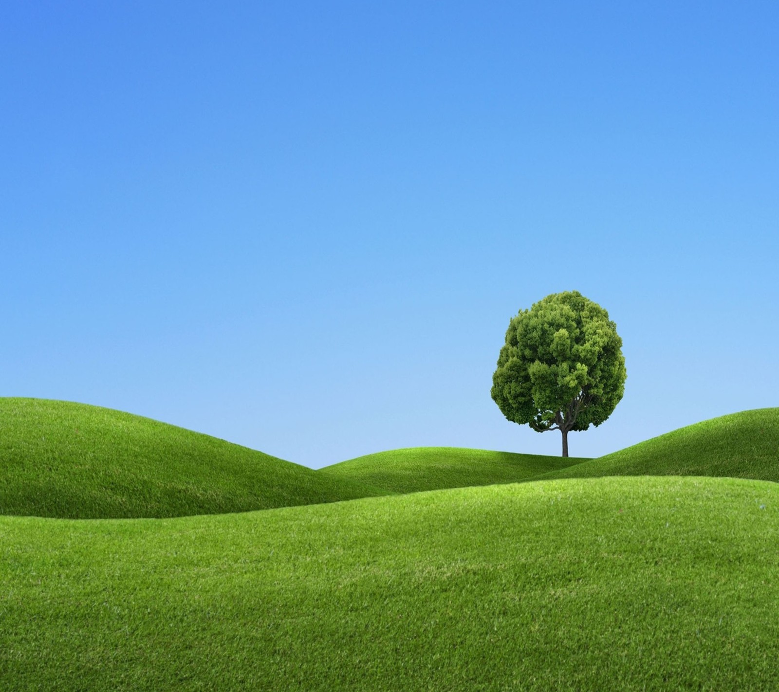 A lone tree on a grassy hill with a blue sky in the background (grass, green)