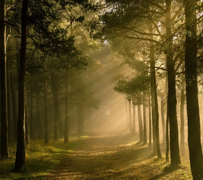 Caminho da floresta serena banhado em luz dourada