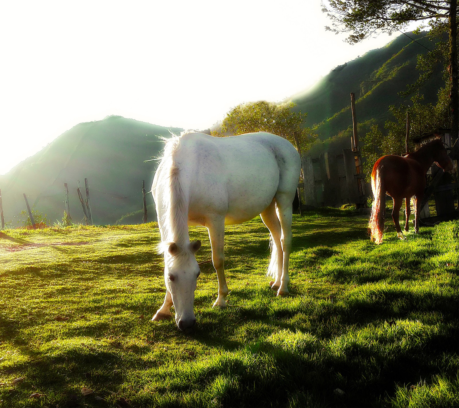 Des chevaux paissant dans un champ avec des montagnes en arrière-plan (animaux, beau, cheval, paysage, montagne)