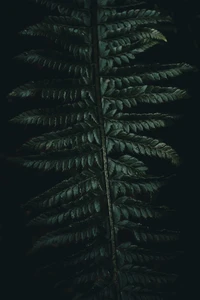 Intricate Fern Patterns Against a Dark Background