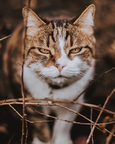 Intense gaze of a tabby cat amidst branches, showcasing its striking features and wildlife essence.