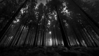 Monochrome Wald: Eine dunkle Waldatmosphäre