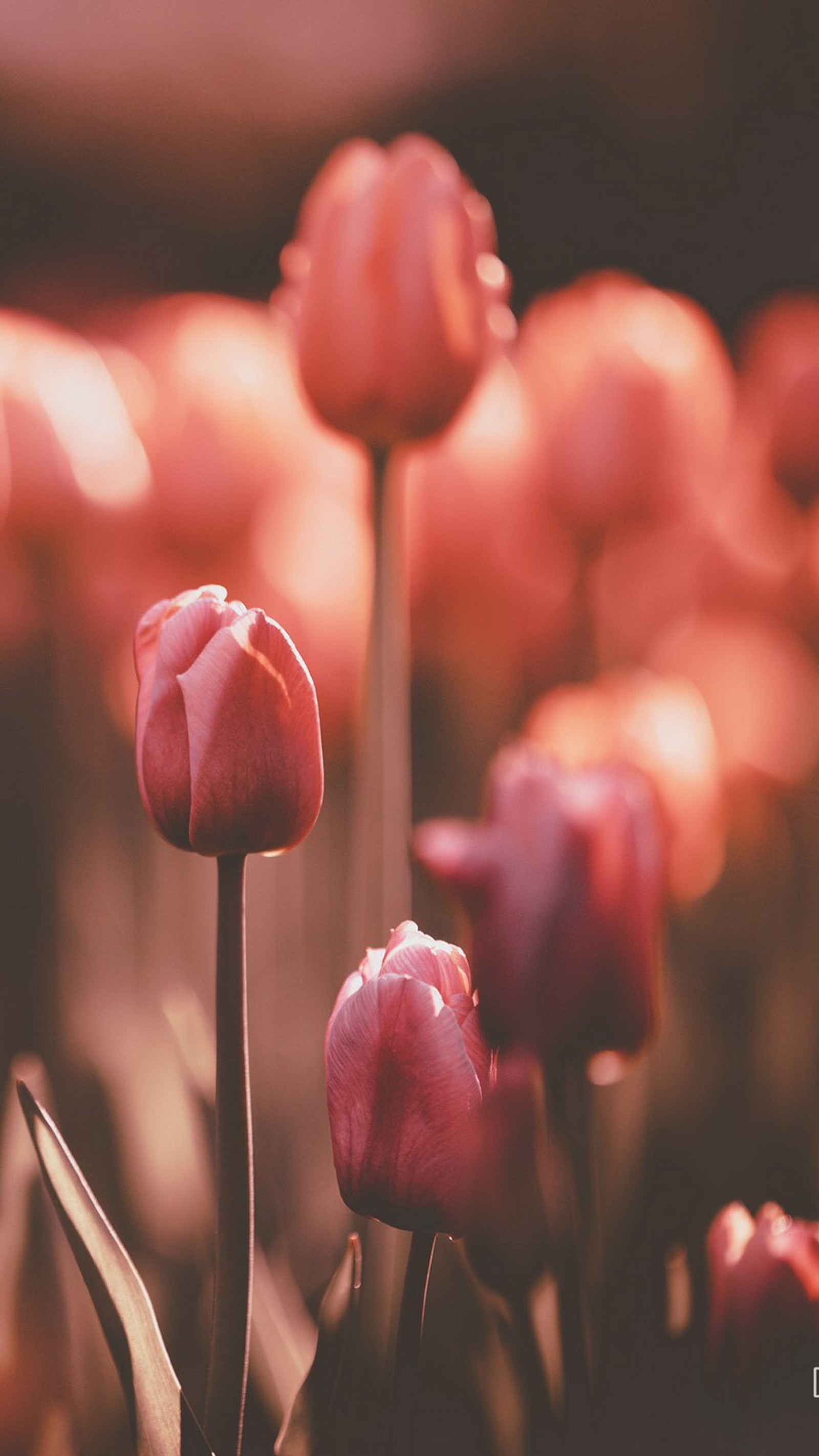 flower, tulip, plant, petal, botany wallpaper