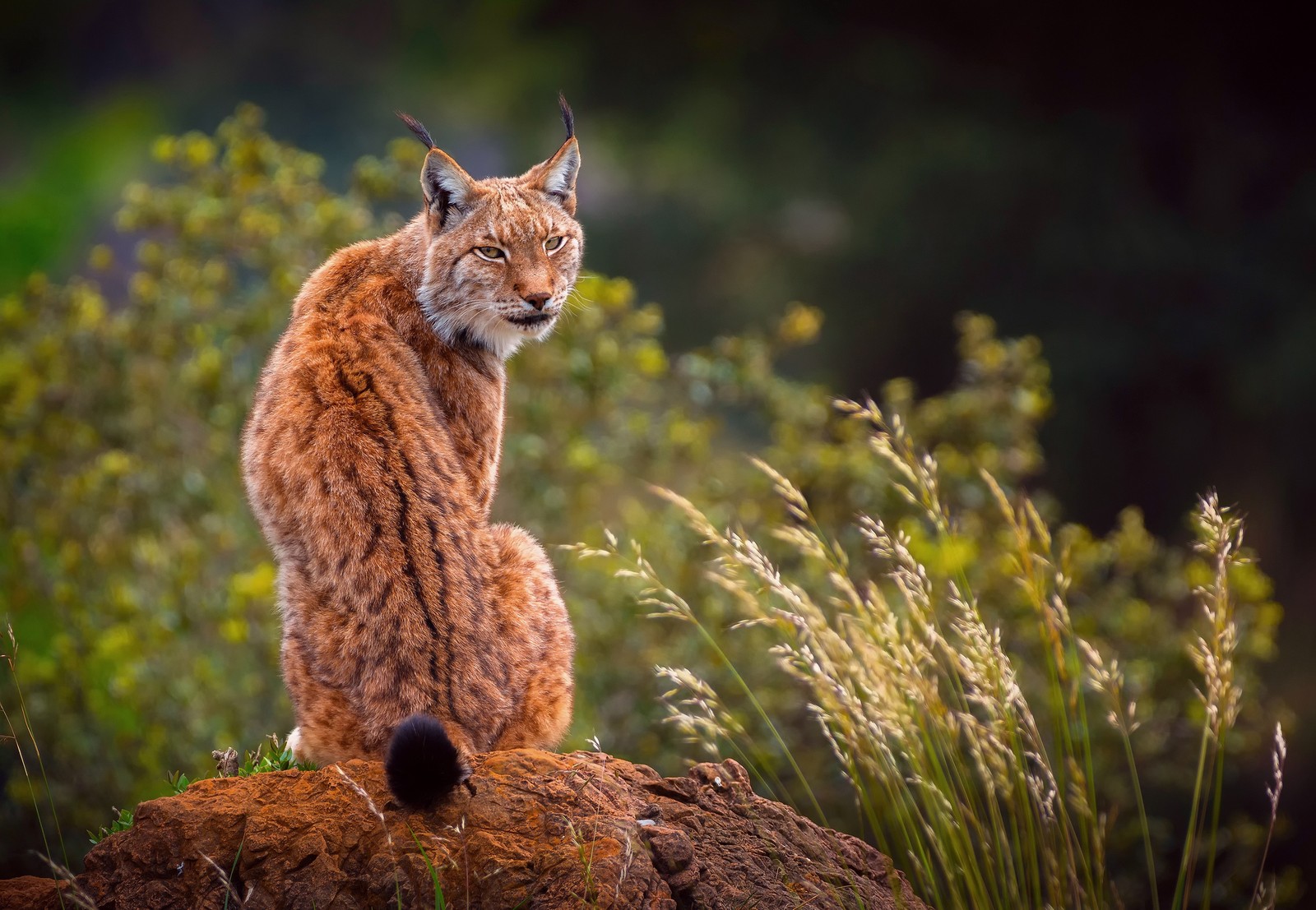 Крупный план кошки, сидящей на камне в поле (евразийская рысь, felidae, рысь, дикая природа, наземное животное)