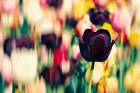 Campo de tulipanes vibrante en primavera: un tulipán negro enfocado entre un fondo de flores multicolores