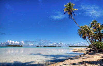 Plage tropicale avec des palmiers sous un ciel bleu vif et une mer calme.