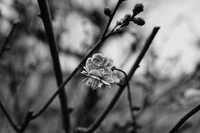 Fleur monochrome : Une délicate fleur parmi les branches