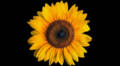 Vibrant Sunflower on Black Background - 4K Wallpaper