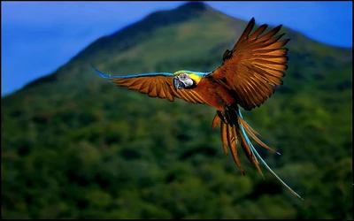 national geographic, bec, oiseau, faune, aile