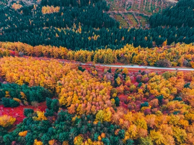 Folhagem de outono vibrante com vista para uma estrada rural pitoresca