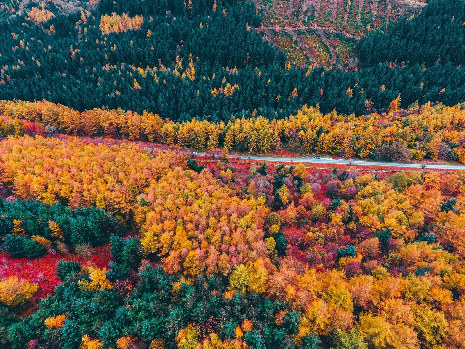 autumn trees, countryside, foliage, aerial view, forest wallpaper