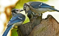 bird, beak, jay, perching bird, songbird