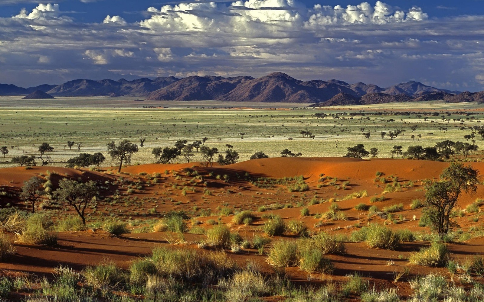 A view of a desert with a few trees and mountains in the background (savanna, biome, plain, ecoregion, wilderness)