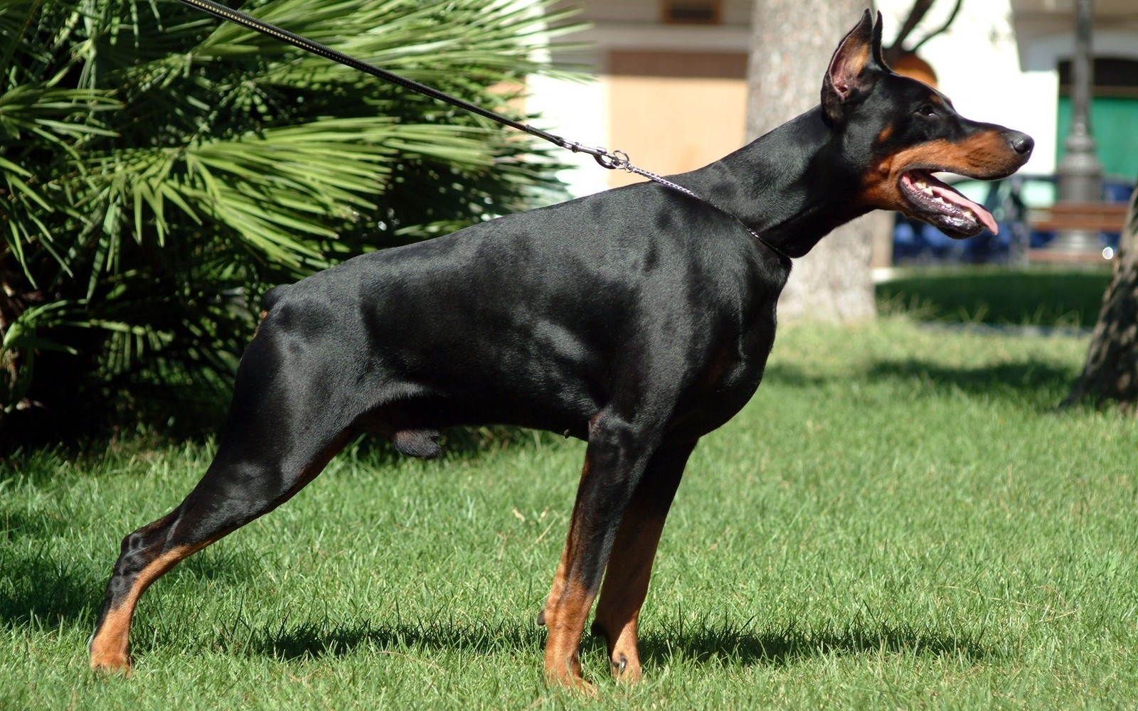 There is a black and brown dog standing in the grass (dobermann, guard dog, dog breed, breed)