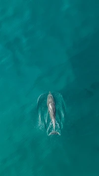 Golfinho-nariz-de-garrafa nadando em águas oceânicas claras