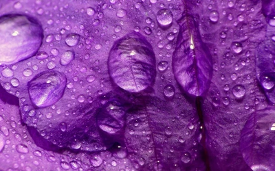 Makrofotografie von Tau-Tropfen auf lila Dahlienblütenblättern