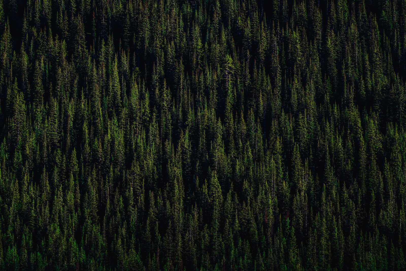 Jirafas en un campo de hierba verde frente a un bosque (pinos, bosque, 5k, naturaleza, fondo de pantalla 4k)