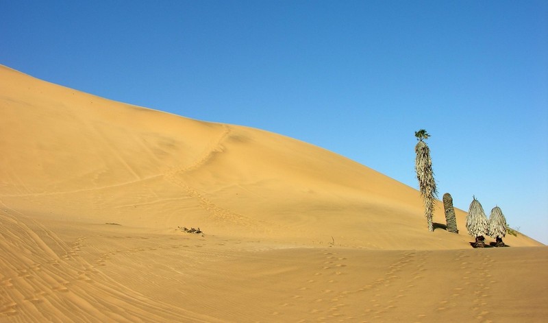 Две деревья стоят на песке (поющий песок, ерг, пустыня, дюна, dune)