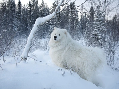 Chien Samoyède se tenant majestueusement dans un paysage arctique enneigé entouré d'arbres à feuilles persistantes.