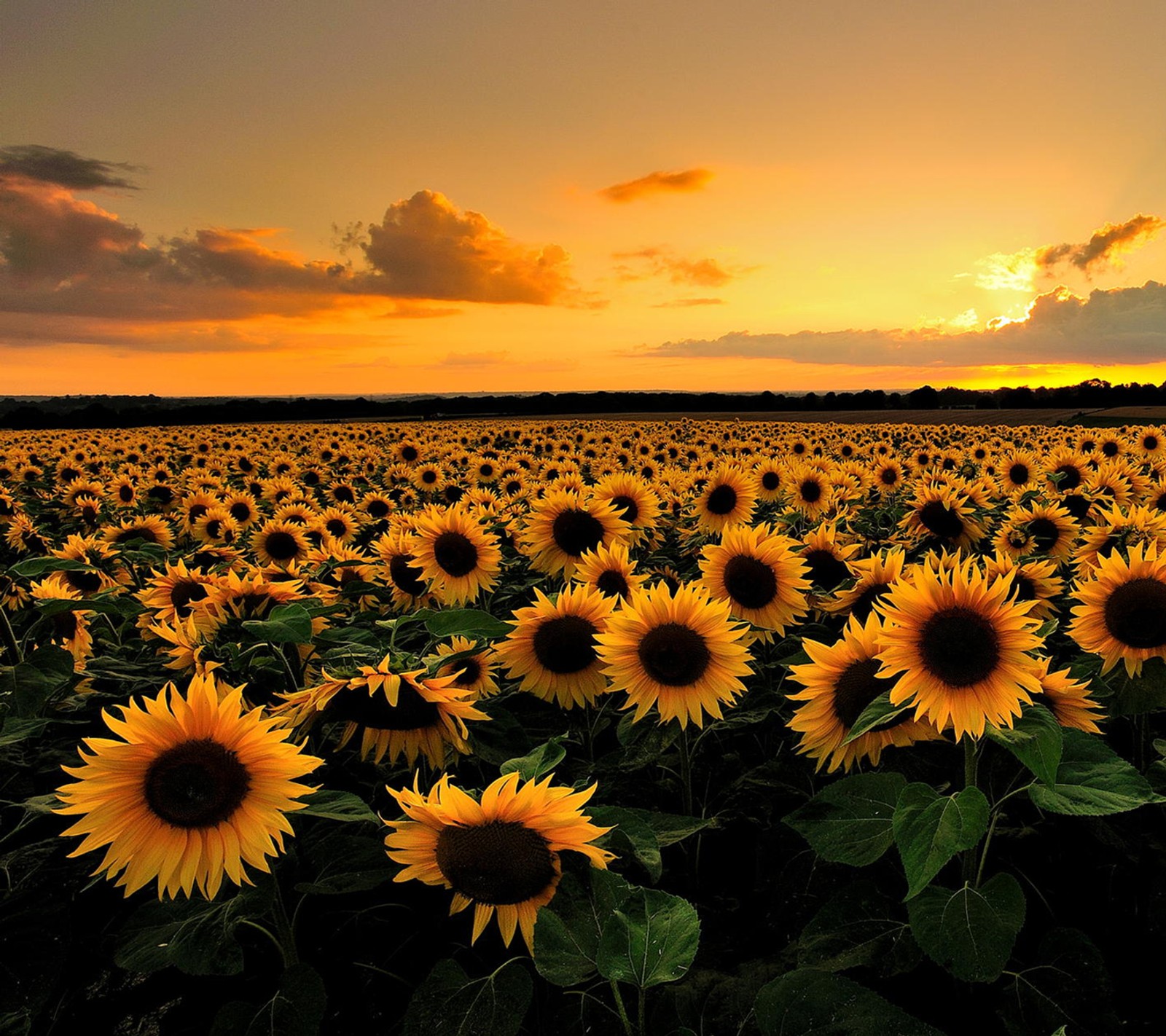 Tournesols confus dans un champ au coucher du soleil avec un ciel nuageux (tournesols, coucher de soleil)