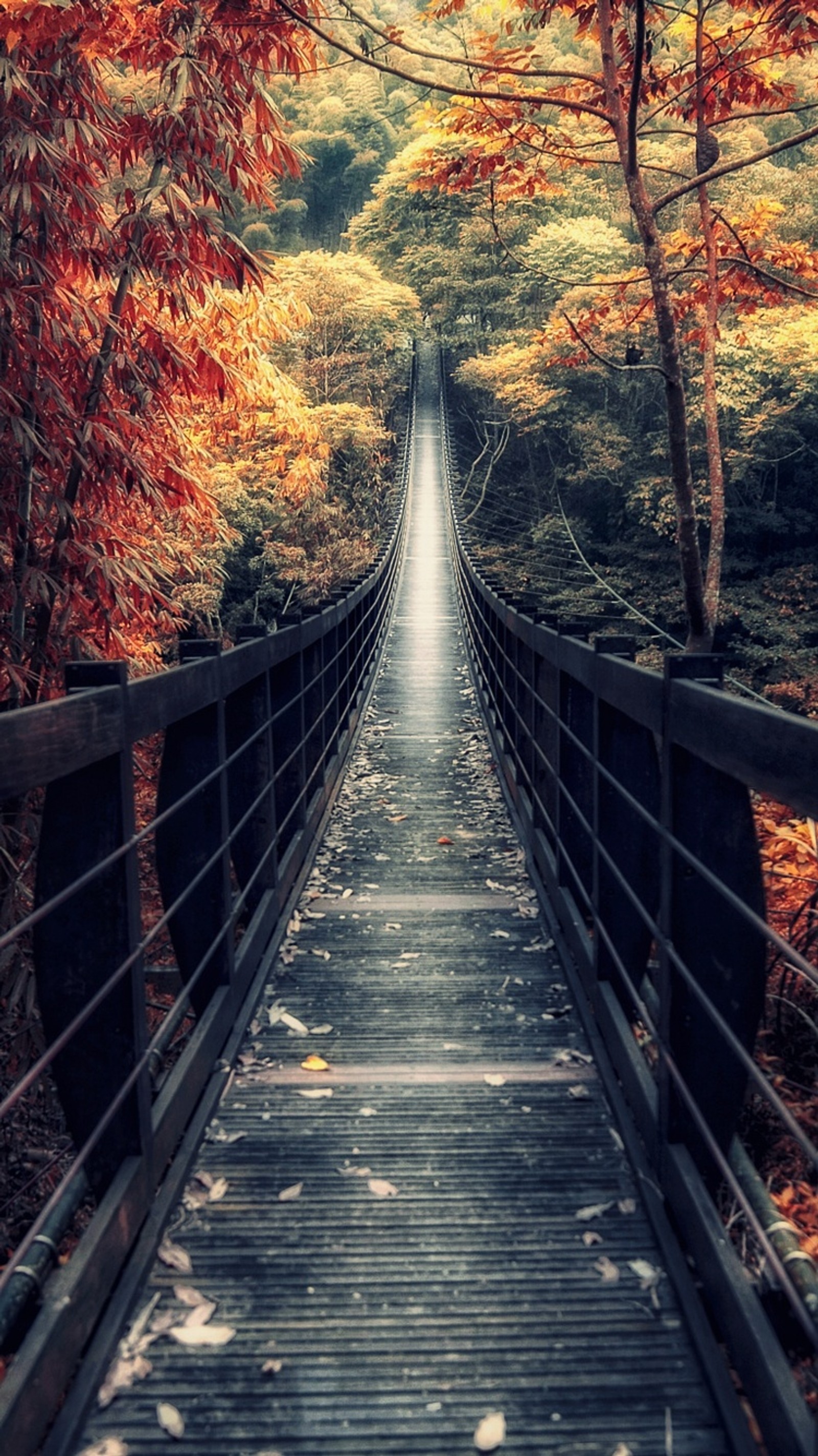 Un puente árabe en medio de un bosque con muchas hojas en el suelo (otoño, asombroso, belleza, puente, bosque)