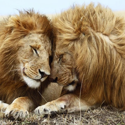 Affectionate Lions Sharing a Tender Moment