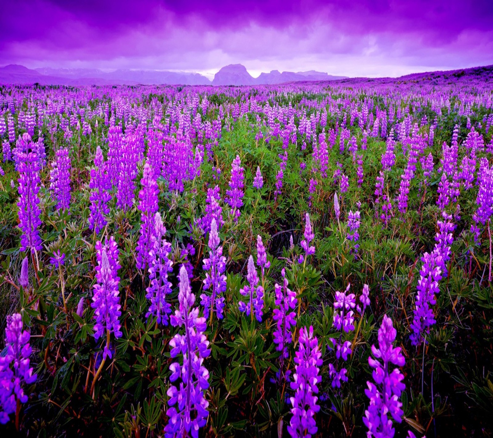 Flores moradas en un campo con una montaña al fondo (campo, flor)