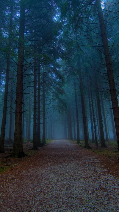 brume, chemin, arbres, bois