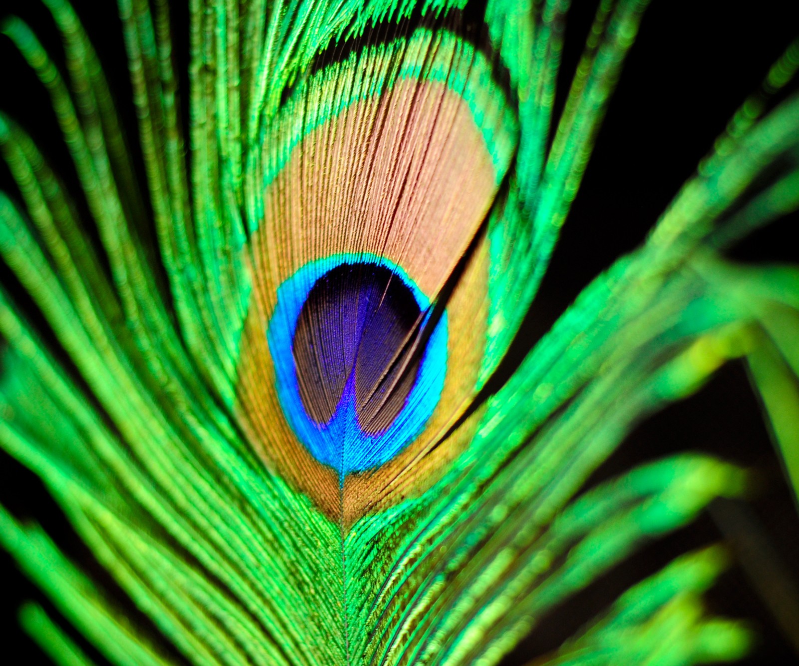 Baixar papel de parede pena, pavão