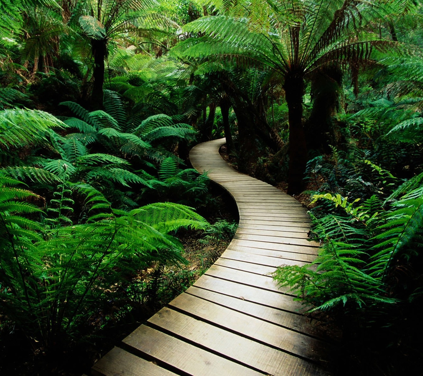 Um caminho de madeira em uma floresta verde exuberante com samambaias (ponte, floresta, verde, natureza, caminho)