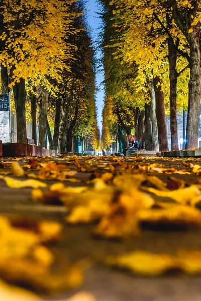 herbst, blätter, straße, bäume