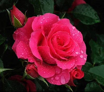 Rosa roja vibrante con gotas de rocío