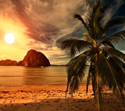 Coucher de soleil sur la plage tropicale avec palmier en silhouette