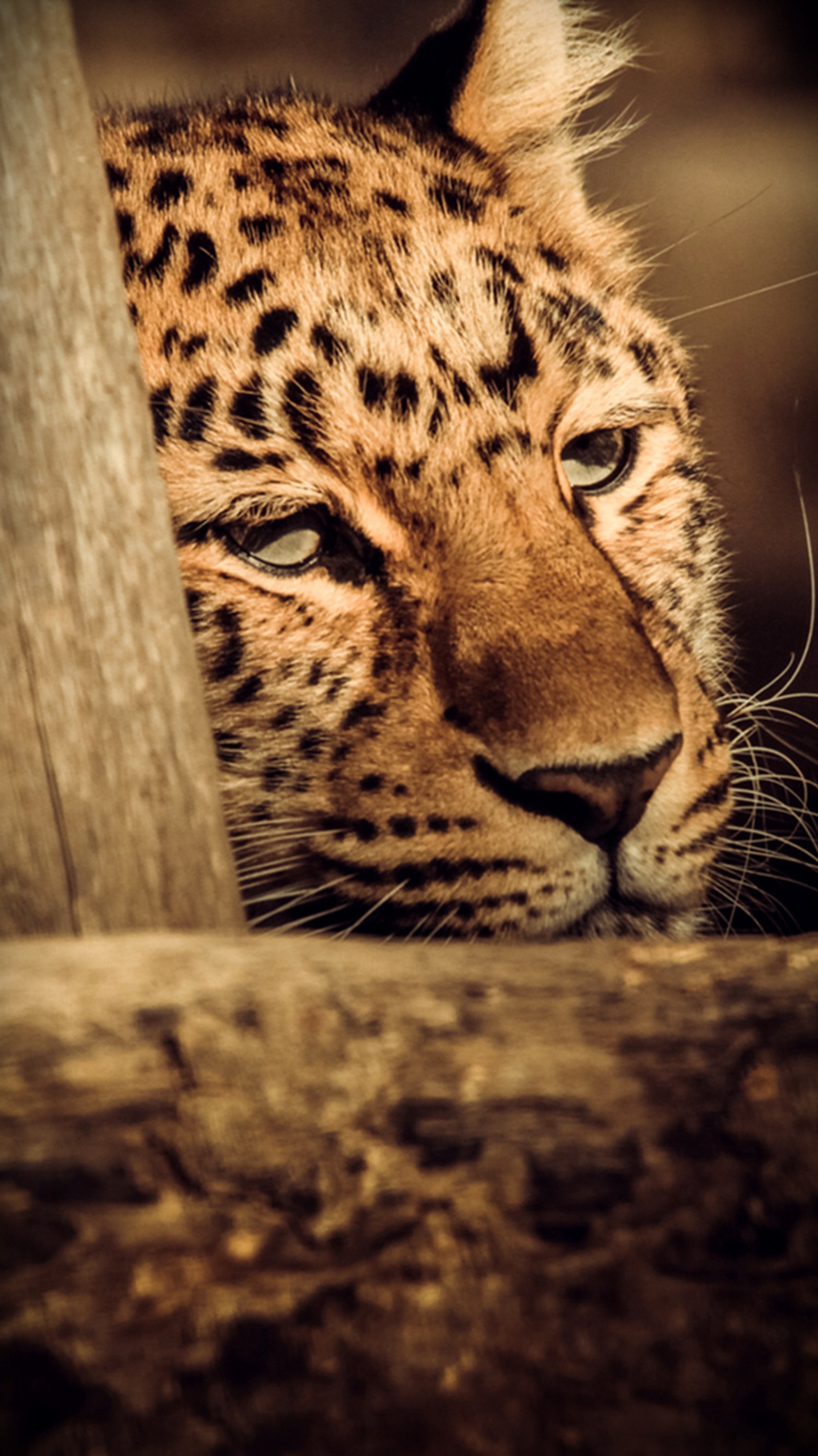 Hay un leopardo que mira por encima de una cerca de madera (tigre, salvaje)