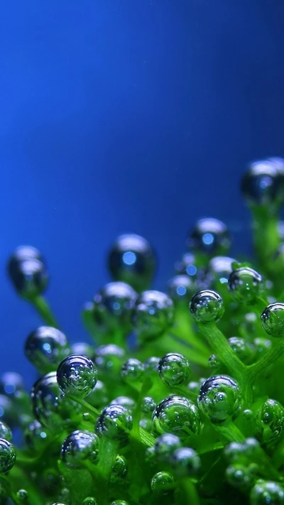 bubbles, drops