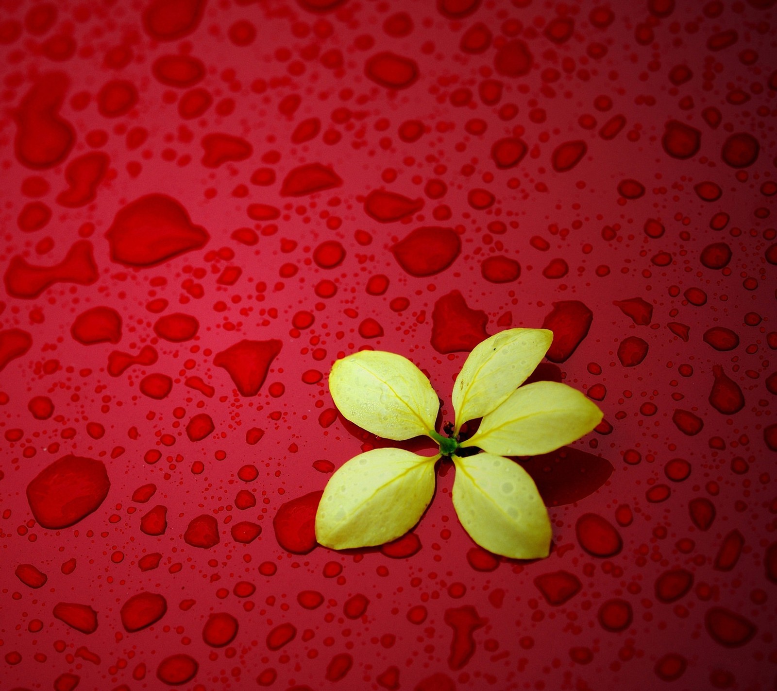 Yellow flower on a red surface with hearts (autumn, drops, fallen leaf, leaf, rain)