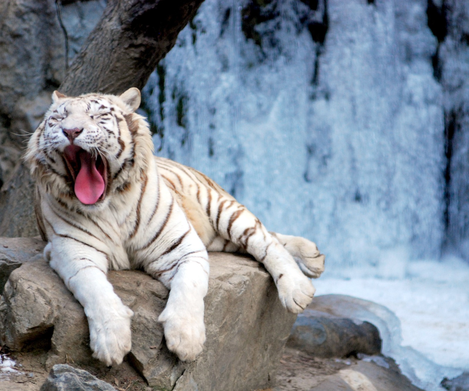 Un tigre blanco sentado sobre una roca cerca de una cascada (animal, frío, hielo, tigre, blanco)