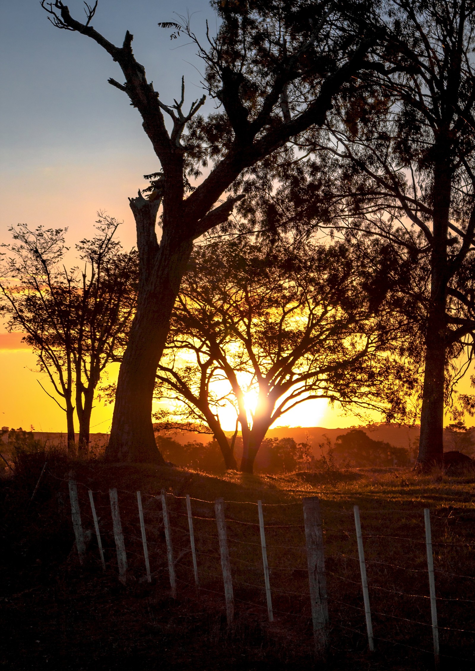 Descargar fondo de pantalla cerca, naturaleza, atardecer, árboles