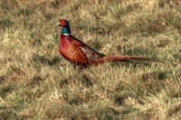 animal, pheasant, bird, bird hunt, hunt wallpaper