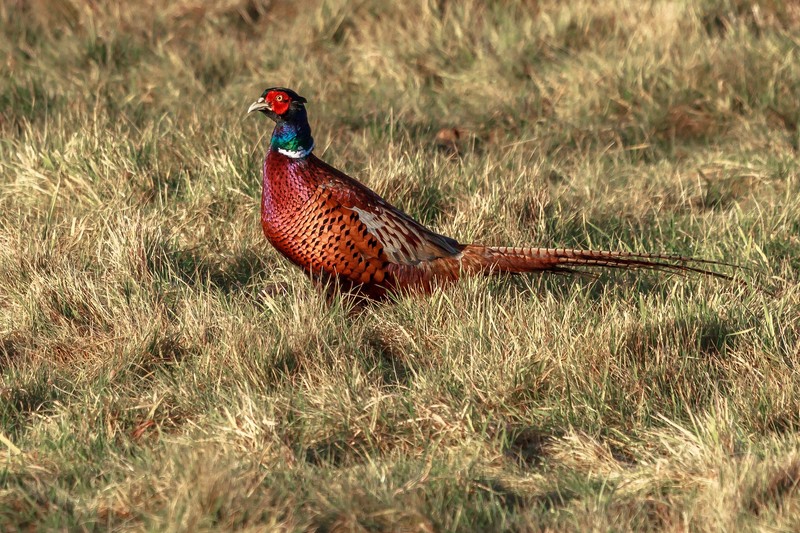 Птица стоит на траве (животное, pheasant, птица, bird hunt, охота)