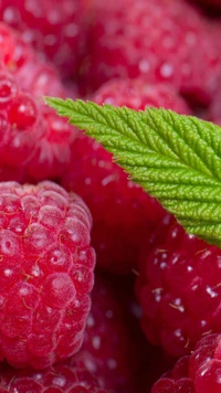 beeren, rot