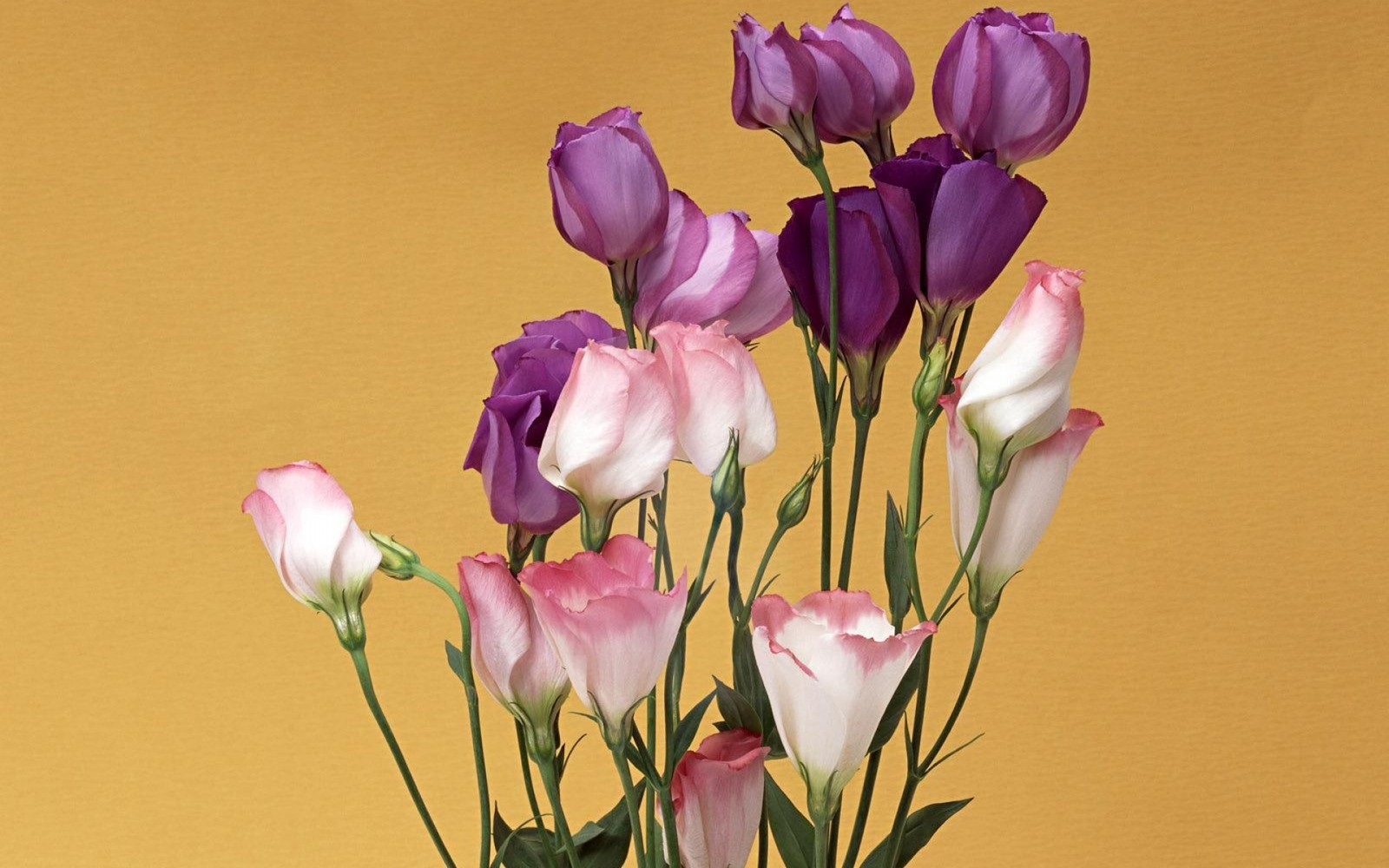 Il y a de nombreuses fleurs violettes et blanches dans un vase sur une table (plante à fleurs, pétale, fleurs coupées, tige de plante, fleur sauvage)