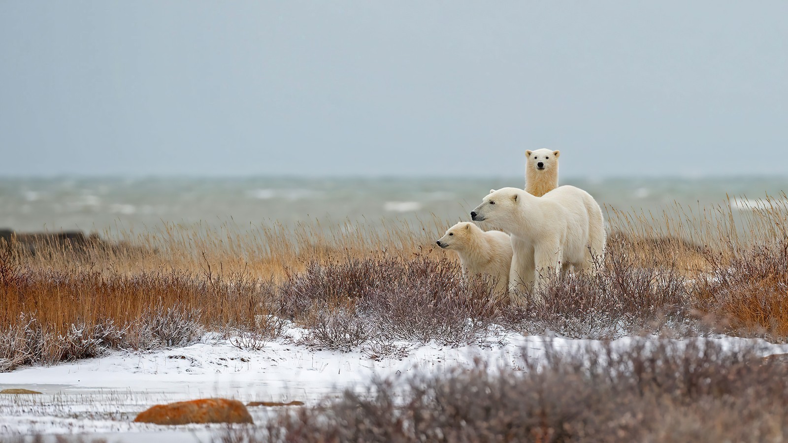 Il y a deux ours polaires debout dans la neige près de l'eau. (ours polaire, famille, animaux, animal)