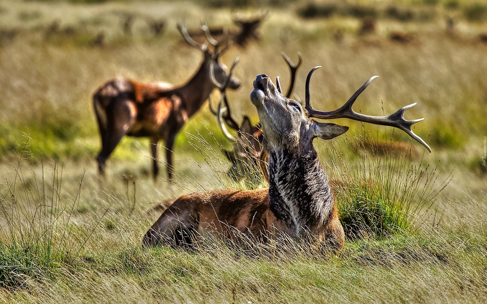 There are two deers that are standing in the grass (deer, red deer, wildlife, antler, grassland)