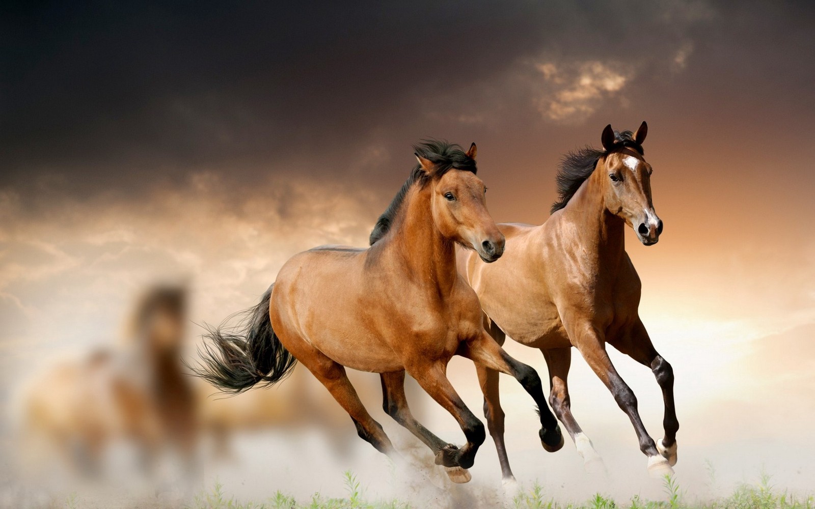 Cavalos correndo em um campo com um céu nublado ao fundo (mustang, cavalo selvagem, garanhão, cavalo, cavalo mustang)