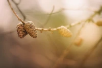 Close-up of conifer cones hanging from a twig.